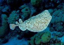 Image of Torpedo panthera (Panther electric ray)