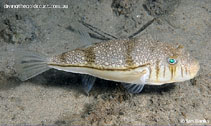 Image of Torquigener pleurogramma (Weeping toado)