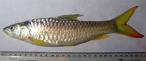 Image of Tor putitora (Putitor mahseer)