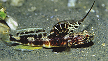 Image of Tomiyamichthys smithi (Smith\