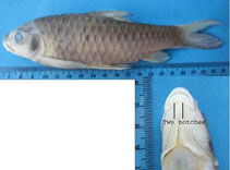 Image of Neolissochilus soro 