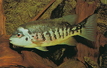 Image of Tomocichla tuba 