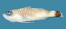 Image of Trimma abyssum (Abyssal pygmygoby)