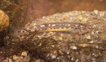 Image of Trichomycterus albinotatus 