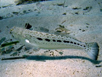 Image of Trachinus araneus (Spotted weever)