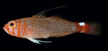 Image of Trimma bisella (Two-saddle pygmygoby)