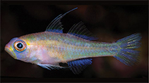 Image of Trimma blematium (Blue-eyed pygmygoby)