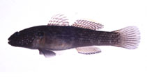 Image of Tridentiger brevispinis 