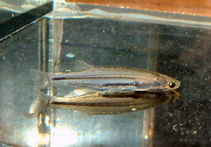 Image of Tridensimilis brevis 