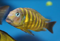 Image of Tropheus brichardi 