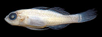 Image of Trimma chledophilum (Mud pygmygoby)