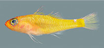 Image of Trimma citrum (Lemon pygmygoby)