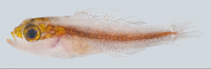 Image of Trimma erdmanni (Erdmann’s pygmygoby)