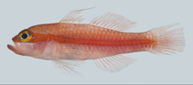 Image of Trimma erdmanni (Erdmann’s pygmygoby)