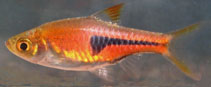 Image of Trigonostigma espei (Lambchop rasbora)