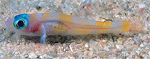 Image of Trimma fasciatum (Yellow-banded pygmygoby)