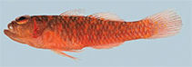 Image of Trimma fucatum (Harlot pygmygoby)