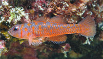 Image of Trimma fucatum (Harlot pygmygoby)