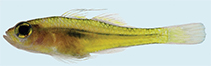 Image of Trimma gigantum (Giant pygmygoby)