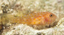 Image of Trimma putrai (Putra’s pygmygoby)