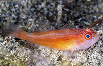 Image of Trimma halonevum (Pimple pygmygoby)