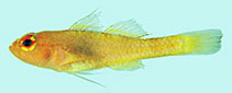 Image of Trimma hamartium (Mistaken pygmygoby)