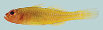 Image of Trimma hamartium (Mistaken pygmygoby)