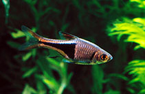 Image of Trigonostigma heteromorpha (Harlequin rasbora)