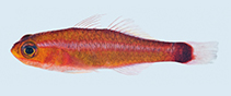 Image of Trimma hollemani (Holleman’s pygmygoby)