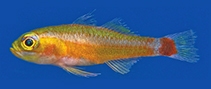 Image of Trimma hollemani (Holleman’s pygmygoby)