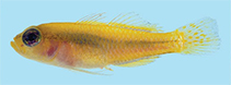 Image of Trimma hotsarihiense (Helen Reef pygmygoby)