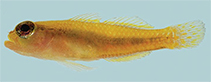 Image of Trimma hotsarihiense (Helen Reef pygmygoby)