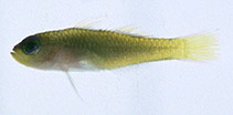 Image of Trimma imaii (Imai\