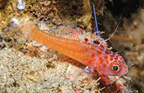 Image of Trimma irinae (Irina’s pygmygoby)