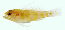 Image of Trimma kalum (Beautiful pygmygoby)