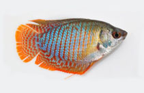 Image of Trichogaster lalius (Dwarf gourami)