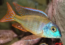 Image of Tramitichromis lituris 