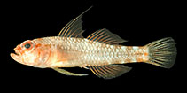 Image of Trimma longispinum (Long-spined pygmygoby)