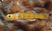 Image of Trimmatom macropodus (Bigfoot dwarfgoby)