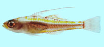 Image of Trimma marinae (Princess pygmygoby)