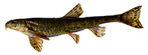 Image of Triplophysa marmorata 