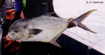 Image of Trachinotus maxillosus (Guinean pompano)