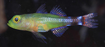 Image of Trimma meranyx (Day-night pygmy goby)