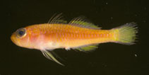 Image of Trimma milta (Red-earth pygmygoby)