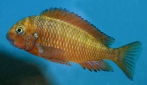 Image of Tropheus moorii (Blunthead cichlid)