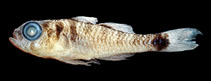 Image of Trimma multiclitellum (Multisaddle pygmy goby)