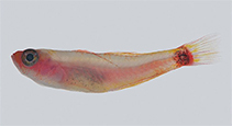 Image of Trimma nasa (Nasal-bar pygmygoby)