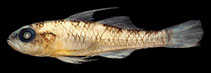 Image of Trimma nauagium (Shipwreck pygmygoby)