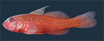 Image of Trimma necopinum (Australian pygmygoby)