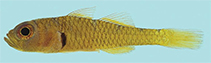 Image of Trimma pentherum (Mourning pygmygoby)